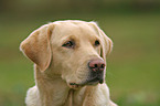 Labrador Portrait