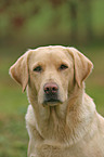 Labrador Portrait