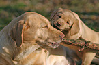 Labradors