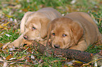 gnawing labrador puppies