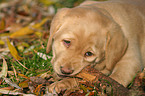 gnawing labrador puppy