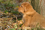 Labrador Puppy