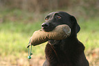 black labrador