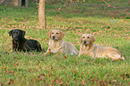 lying labrador dogs