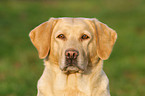 Labrador Portrait