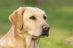 Labrador Portrait