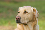 Labrador Portrait