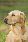 Labrador Portrait