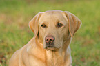 Labrador Portrait