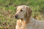 Labrador Portrait