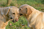 playing labrador dogs