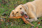 gnawing Labrador