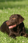 lying Labrador Retriever