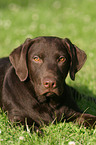 lying Labrador Retriever