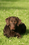 lying Labrador Retriever