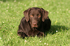 lying Labrador Retriever