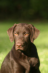 Labrador Retriever Portrait