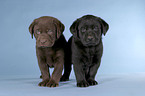 Labrador puppies