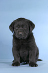 sitting Labrador puppy