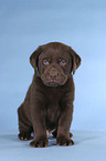 sitting Labrador puppy