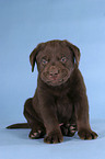 sitting Labrador puppy