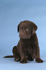 sitting Labrador puppy