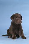 sitting Labrador puppy