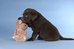 sitting Labrador puppy