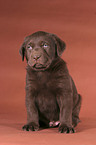 sitting Labrador puppy