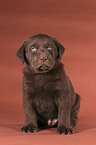 sitting Labrador puppy