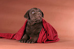 sitting Labrador puppy