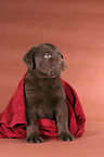 sitting Labrador puppy