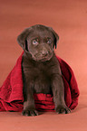 sitting Labrador puppy