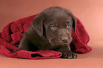 lying Labrador puppy