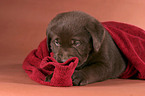 lying Labrador puppy