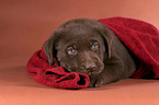 lying Labrador puppy