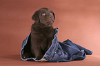 sitting Labrador puppy