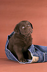 sitting Labrador puppy