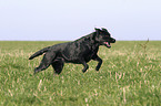 running Labrador