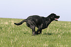 running Labrador