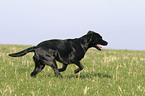 running Labrador