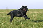 running Labrador