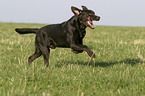 running Labrador