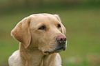 Labrador Portrait