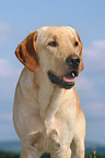 Labrador Retriever Portrait