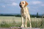 yellow Labrador Retriever