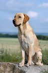 yellow Labrador Retriever