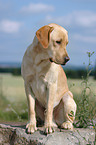 yellow Labrador Retriever