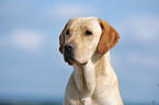 Labrador Retriever Portrait