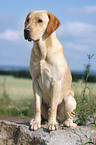 yellow Labrador Retriever